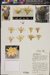 Image of Copiapoa rupestris