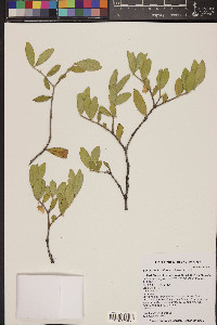 Simmondsia chinensis image