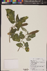 Datura wrightii image