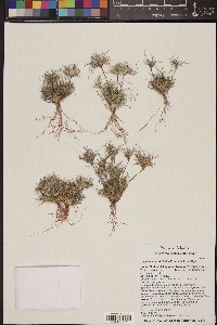 Dasyochloa pulchella image