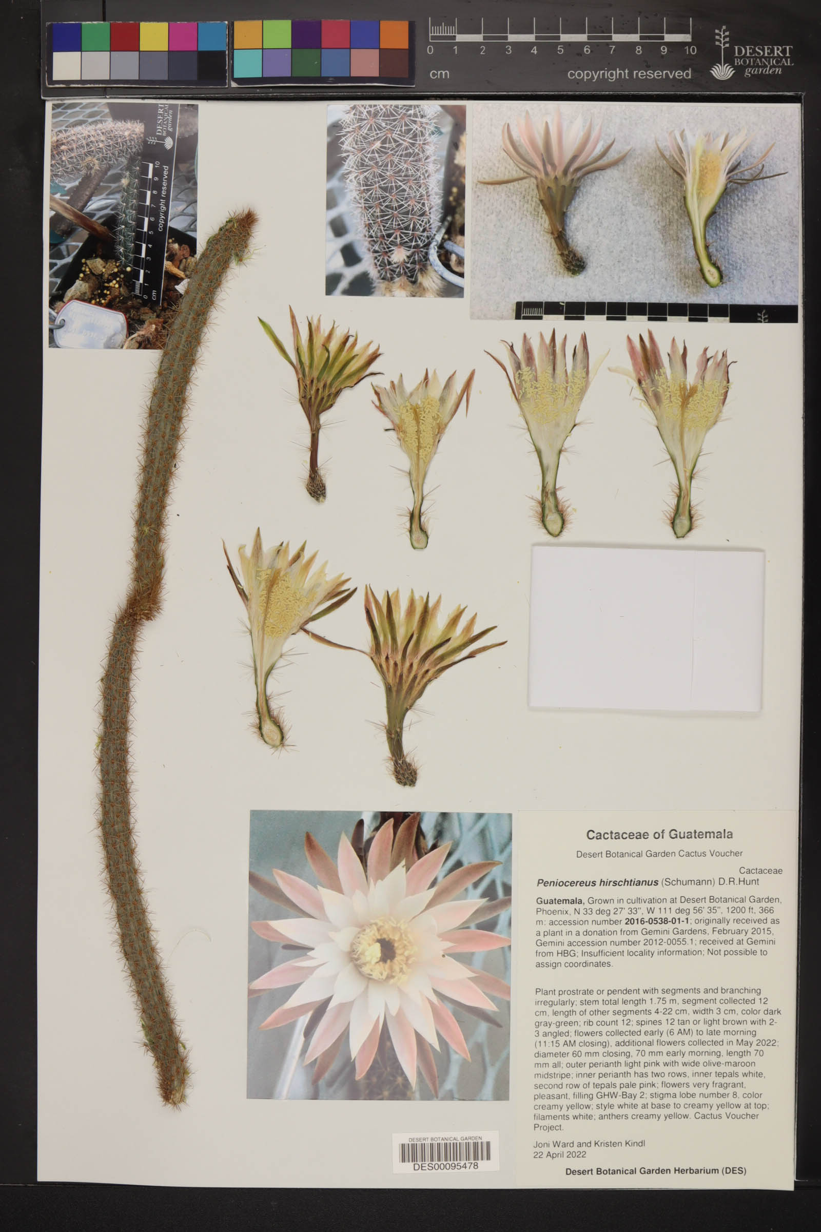 Peniocereus hirschtianus image