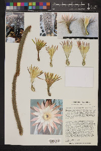 Peniocereus hirschtianus image