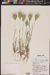 Bromus rubens image