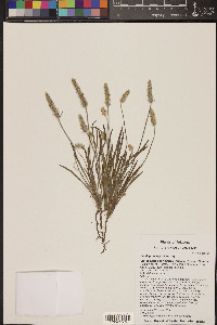 Plantago patagonica image