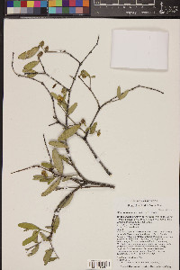 Simmondsia chinensis image