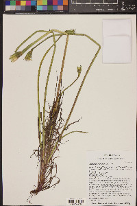 Uropappus lindleyi image