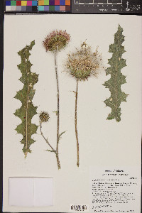 Cirsium neomexicanum image