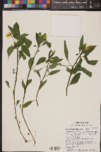 Ludwigia peploides image