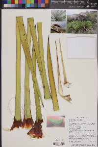 Yucca baccata image