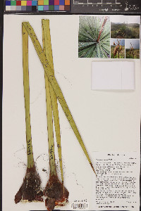 Yucca baccata image