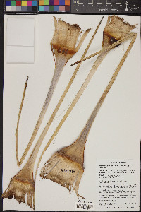 Hesperoyucca newberryi image