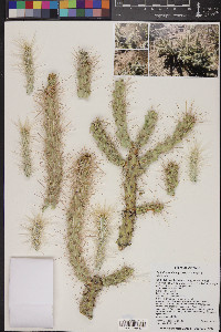 Cylindropuntia abyssi image