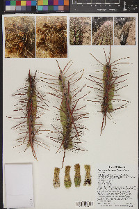 Ferocactus cylindraceus image