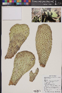 Opuntia basilaris image