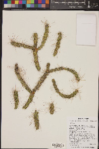 Cylindropuntia whipplei image