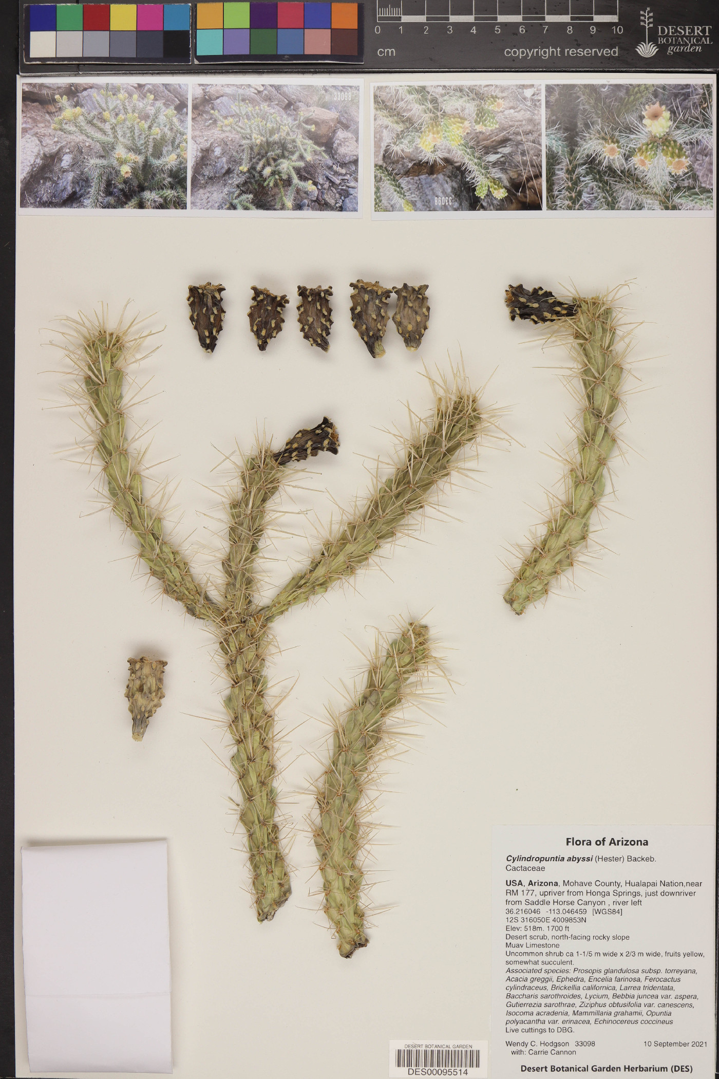 Cylindropuntia abyssi image