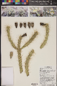 Cylindropuntia abyssi image