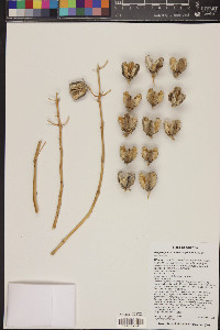 Hesperoyucca newberryi image