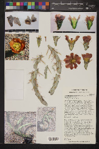 Cylindropuntia calmalliana image