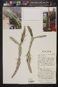 Cylindropuntia calmalliana image