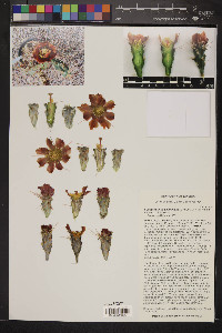 Cylindropuntia calmalliana image