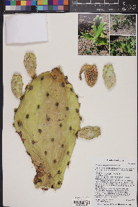 Opuntia engelmannii image