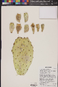 Opuntia engelmannii image