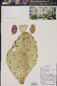 Opuntia engelmannii image