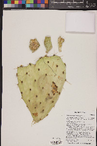 Opuntia engelmannii image