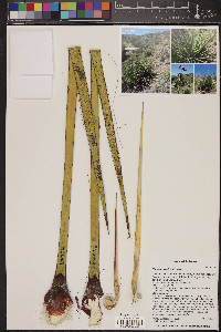 Yucca baccata image