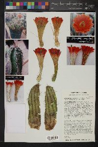 Echinocereus coccineus image