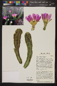 Echinocereus pentalophus image