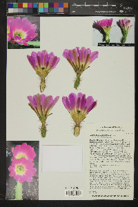 Echinocereus pentalophus image