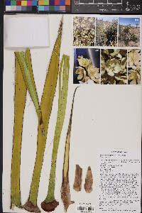 Yucca schidigera image