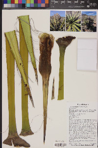 Yucca schidigera image