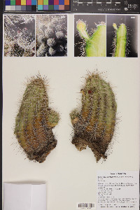 Echinocereus mojavensis image