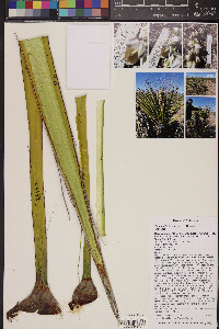 Yucca schidigera image