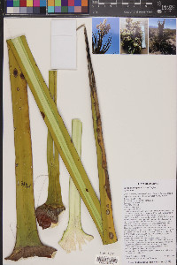 Yucca schidigera image