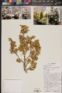 Yucca schidigera image