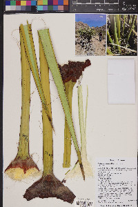 Yucca schidigera image