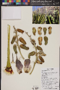 Yucca schidigera image