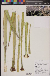 Yucca baccata image