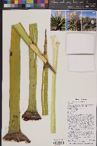 Yucca schidigera image