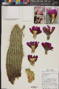 Echinocereus engelmannii image