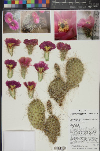 Opuntia polyacantha var. erinacea image