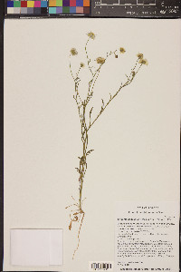 Erigeron concinnus image