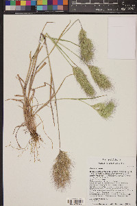 Bromus rubens image