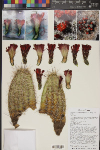 Echinocereus mojavensis image