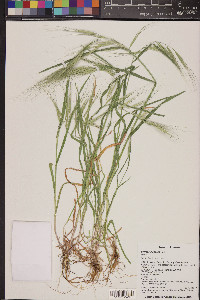 Bromus diandrus image