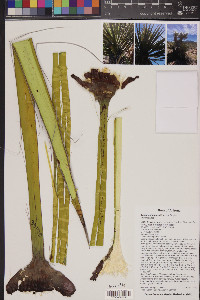 Yucca schidigera image